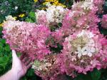 С1 Гортензия  Royal Flower