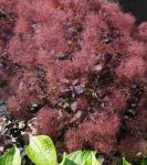 Саженец Cotinus coggygria Dusky Maiden, Скумпия кожевенная 14674 P9