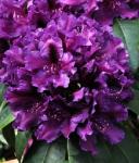 Рододендрон Гибридный Азурро P9