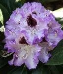 Рододендрон Гибридный Блю Питер P9