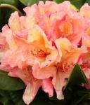 Рододендрон Гибридный Бразилия P9