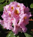 Рододендрон Гибридный Лита P9