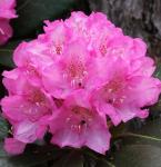 Рододендрон гибридный Хельсински Университет P9