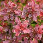 Саженец Berberis thunbergii Admiration, Барбарис Тунберга 4793 P9