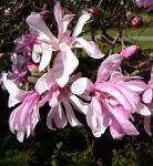 Саженец Magnolia x loebneri Leonard Messel, Магнолия Лебнера 7279 P9