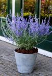 Саженец Perovskia atriplicifolia Lacey Blue, Перовския лебедолистная 14347 P9