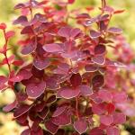 Саженец Berberis thunbergii Chicquita, Барбарис Тунберга 10158 P9