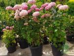 Гортензия древовидная Pink Annabell II C7
