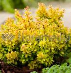 Саженец Berberis thunbergii Goldalita, Барбарис Тунберга 6153 P9 20-30