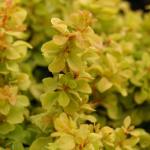 Саженец Berberis thunbergii Golden Nugget, Барбарис Тунберга 14652 P9