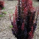 Саженец Berberis thunbergii Helmond Pillar, Барбарис Тунберга 4801 P9