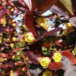 Саженец Berberis thunbergii Lambrusco™ BailElla, Барбарис Тунберга 14645 P9