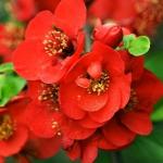 Айва Великолепная (Хеномелес) Николин P9