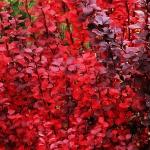 Саженец Berberis thunbergii Red Pillar, Барбарис Тунберга 4809 P9