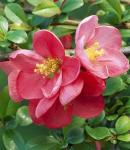 Айва Великолепная (Хеномелес) Пинк Леди P9