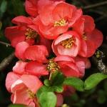 Айва Великолепная (Хеномелес) Салмон Горизон P9