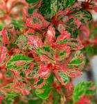 Саженец Berberis thunbergii Starburst, Барбарис Тунберга 5498 P9