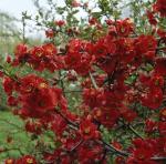 Айва Великолепная (Хеномелес) Техас Скарлет P9 20-25