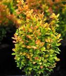 Саженец Berberis thunbergii Summer Sunset, Барбарис Тунберга 10163 P9