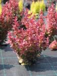 Саженец Berberis thunbergii Venice, Барбарис Тунберга 14661 P9 15-20