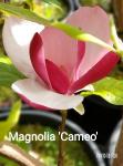 Магнолия Камео C2