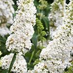 Саженец Buddleja davidii White Profusion, Буддлея Давида 4818 P9