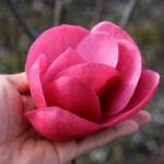 Магнолия Уотермелон C2