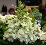 Гортензия метельчатая Кэндлилайт 15-20