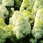 Гортензия Метельчатая Лаймлайт