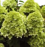 Гортензия метельчатая Лаймлайт