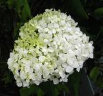 Гортензия древовидная Грандифлора