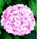 Гортензия крупнолистовая Боденси