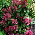 Гортензия метельчатая Мэджикал Файр