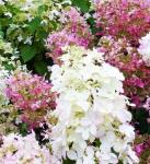 Гортензия Метельчатая Пинк Леди