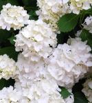 Гортензия крупнолистовая Мадам Эмили Муиллё