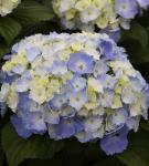 Гортензия крупнолистовая Никко-Блю