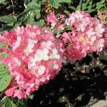 Гортензия метельчатая Тиклед Пинк