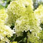 Гортензия метельчатая Фантом