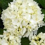Гортензия Крупнолистовая Сестра Тереза