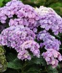 Гортензия крупнолистовая Тугезе P12