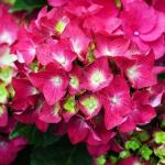 Гортензия крупнолистовая Хот Ред P12