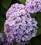 Саженец Hydrangea macrophylla Ayesha, Гортензия крупнолистовая 4869