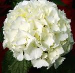 Гортензия Крупнолистовая Шнибаль