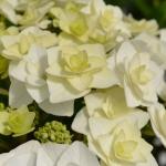 Саженец Hydrangea macrophylla Doppio Bianco, Гортензия крупнолистовая 6171