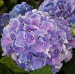 Гортензия крупнолистовая Эрли Блю