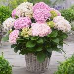 Саженец Hydrangea macrophylla Doppio Nuvola, Гортензия крупнолистовая 10909