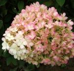 Гортензия Метельчатая Бобо
