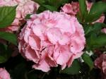 Саженец Hydrangea macrophylla Pink Sensation, Гортензия крупнолистовая 12571