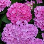 Саженец Hydrangea macrophylla Xian (Magical Opal), Гортензия крупнолистовая 7255