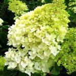 Гортензия метельчатая Грандифлора